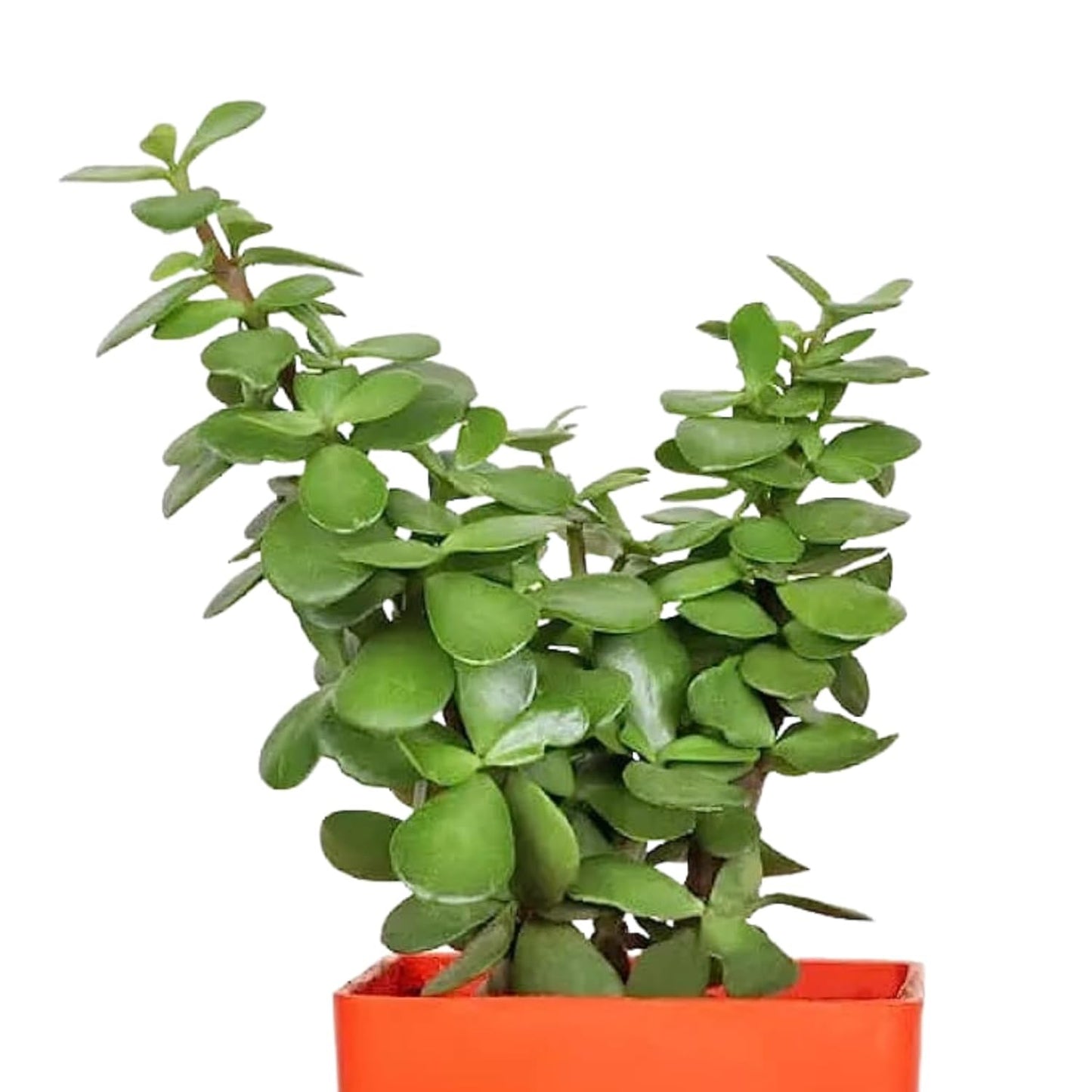 Phulwa Combo Set of 3 Airpurifying Good luck Live Money Plant & 2 Jade Plant With beautiful Pot, Indoor & Outdoor decoration, Home & office Décor,Plant for Gifting,Pack of 3