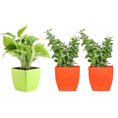 Phulwa Combo Set of 3 Airpurifying Good luck Live Money Plant & 2 Jade Plant With beautiful Pot, Indoor & Outdoor decoration, Home & office Décor,Plant for Gifting,Pack of 3