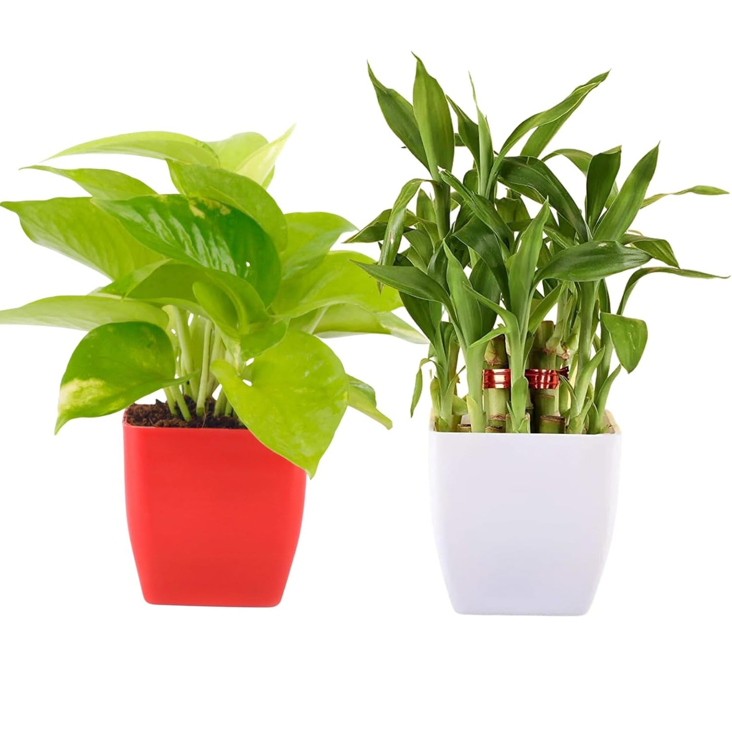 Phulwa Indoor Live Plant Combo of 2 Good Luck Money Plant and Feng Shui Lucky Bamboo tree with Square Beautiful Pot for Home & office Décor, Pack of 2