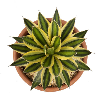 Lophantha Agave live Plant