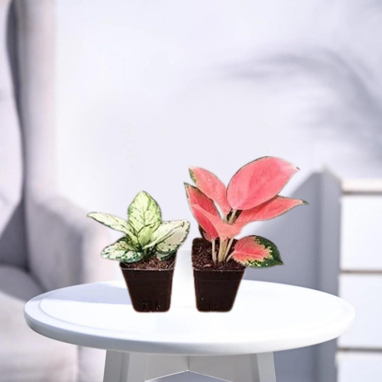 Phulwa Aglaonema Variegated Duo – Stunning & Low-Maintenance Indoor Plants