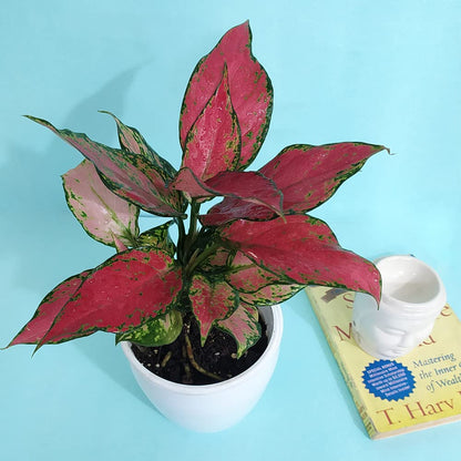 Red Aglaonema Plant with Basic white Pot