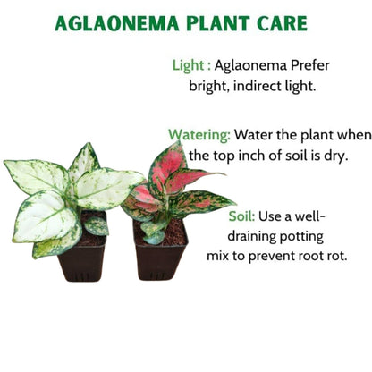 Phulwa Aglaonema Variegated Duo – Stunning & Low-Maintenance Indoor Plants