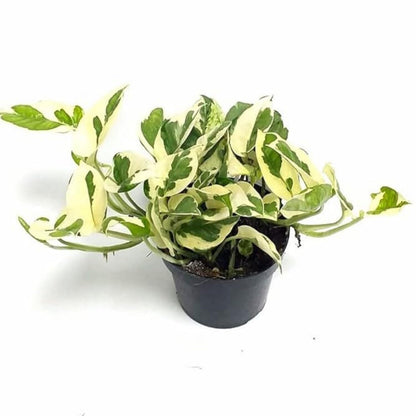 Phulwa Marble Queen Pothos – Variegated Indoor Houseplant