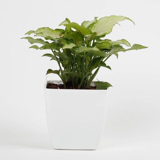 Phulwa Syngonium Natural live Indoor Plant With White Plastic Pot, Air-Purifying Home & office Décor, Pack of 1