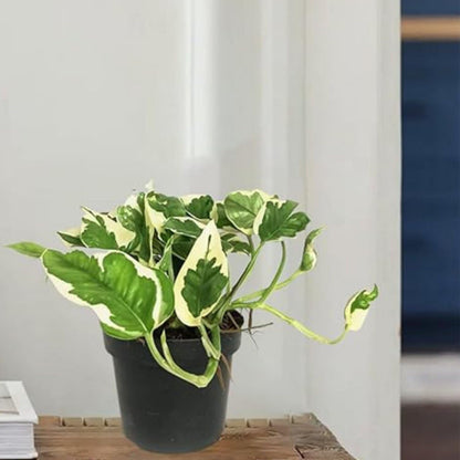 Phulwa Marble Queen Pothos – Variegated Indoor Houseplant