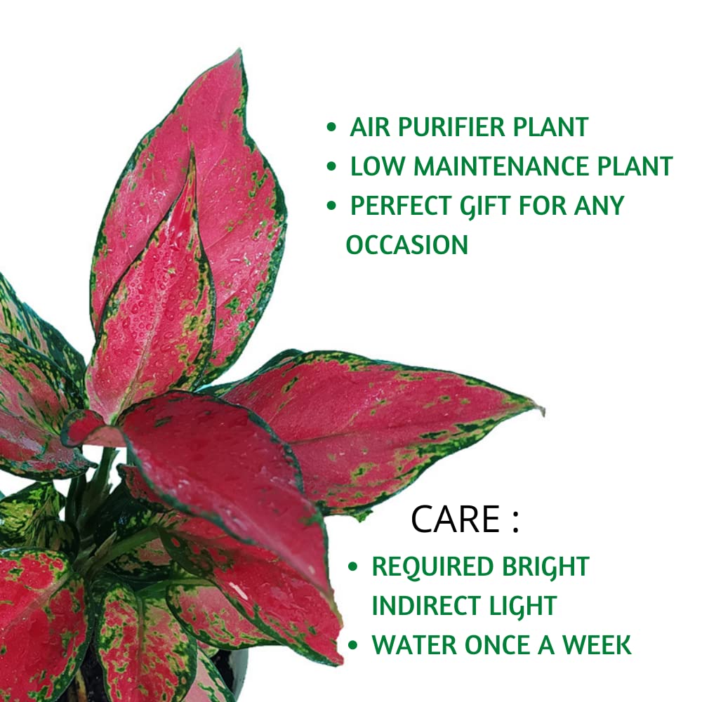 Red Aglaonema Plant with Basic white Pot