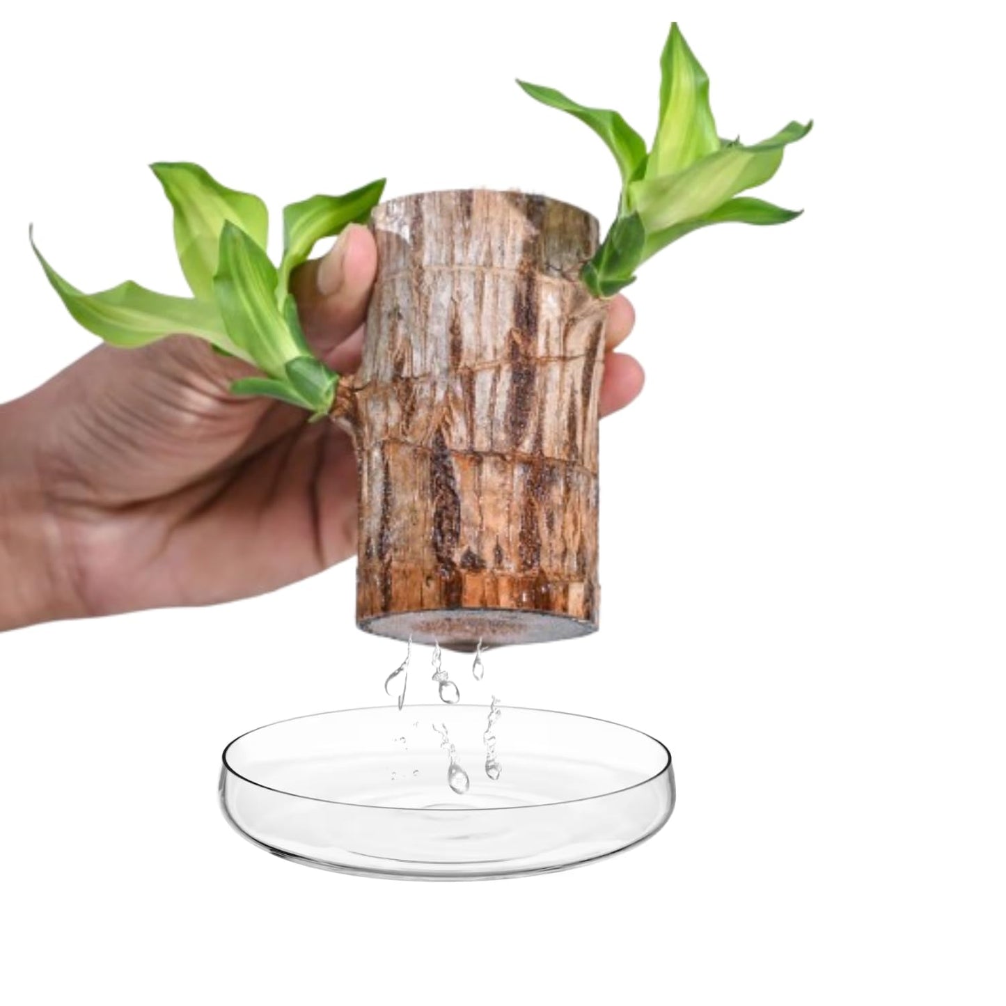 Phulwa Lucky Brazil Wood Potted Plant Healthy Indoor Live Lucky Brazilian Wood Plant for Living Room, Feng Shui Plant, Set of 2 (Without Pot)