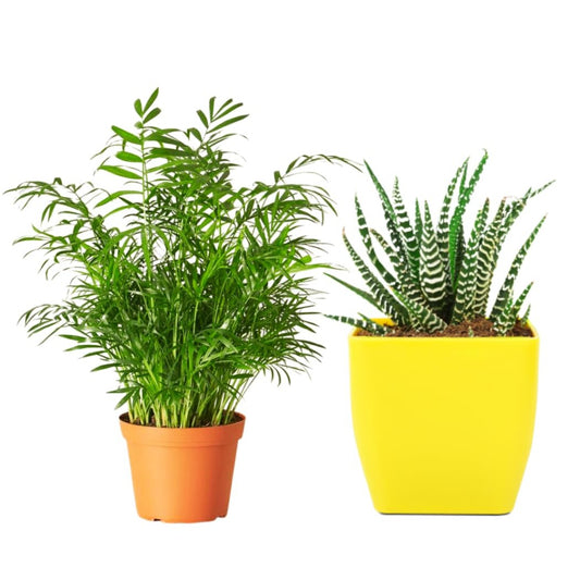Trendy Oxygen Plants Combo (Chamaedorea Elegans & Zebra Haworthia)