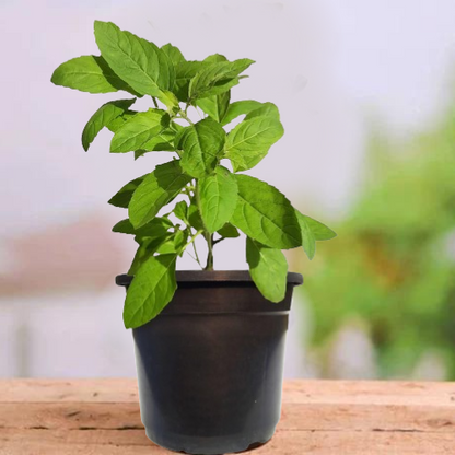 Tulsi Plant