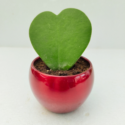 Hoya Heart Plant With Red Metal Pot