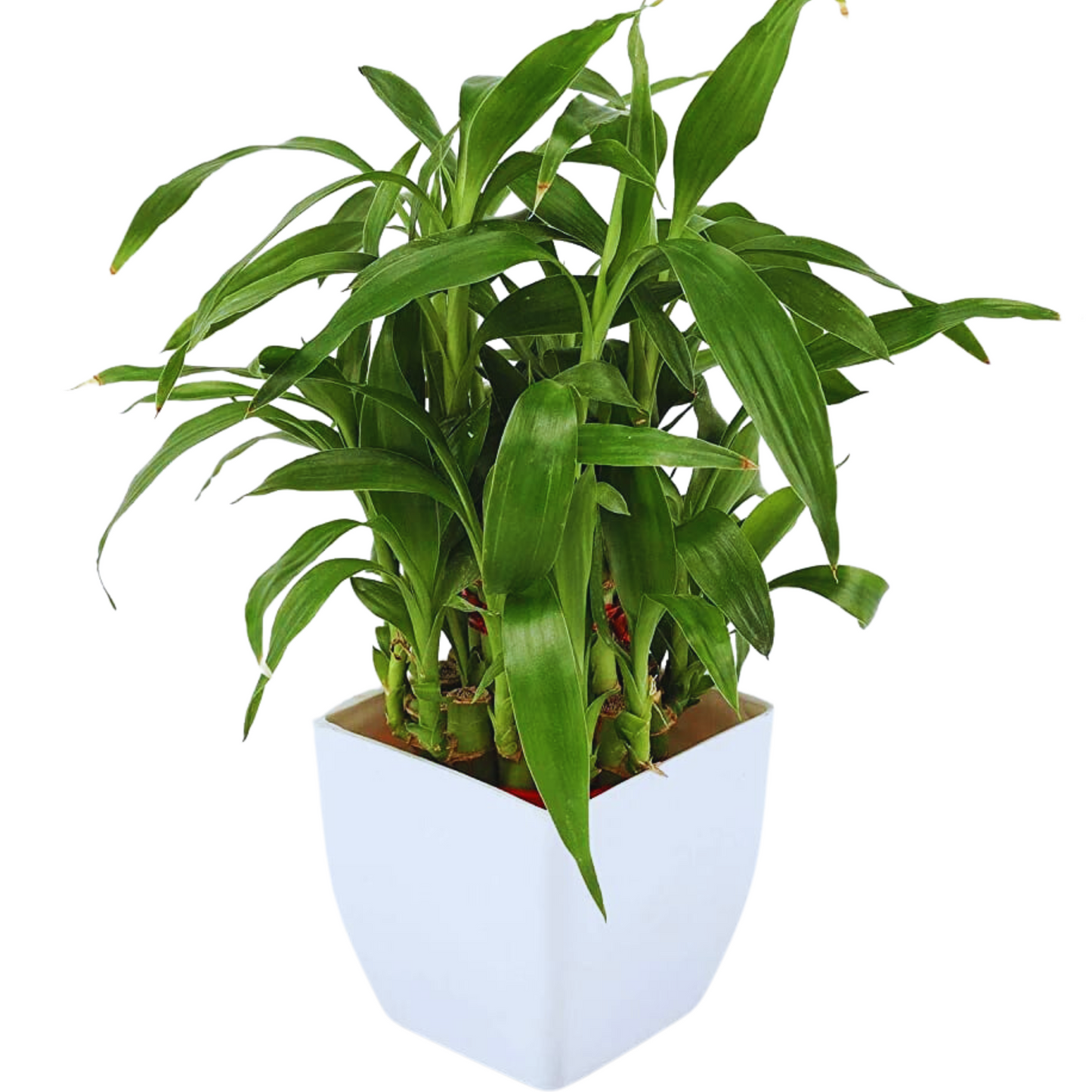 Good Luck -Household Plant (Syngonium & Bamboo)