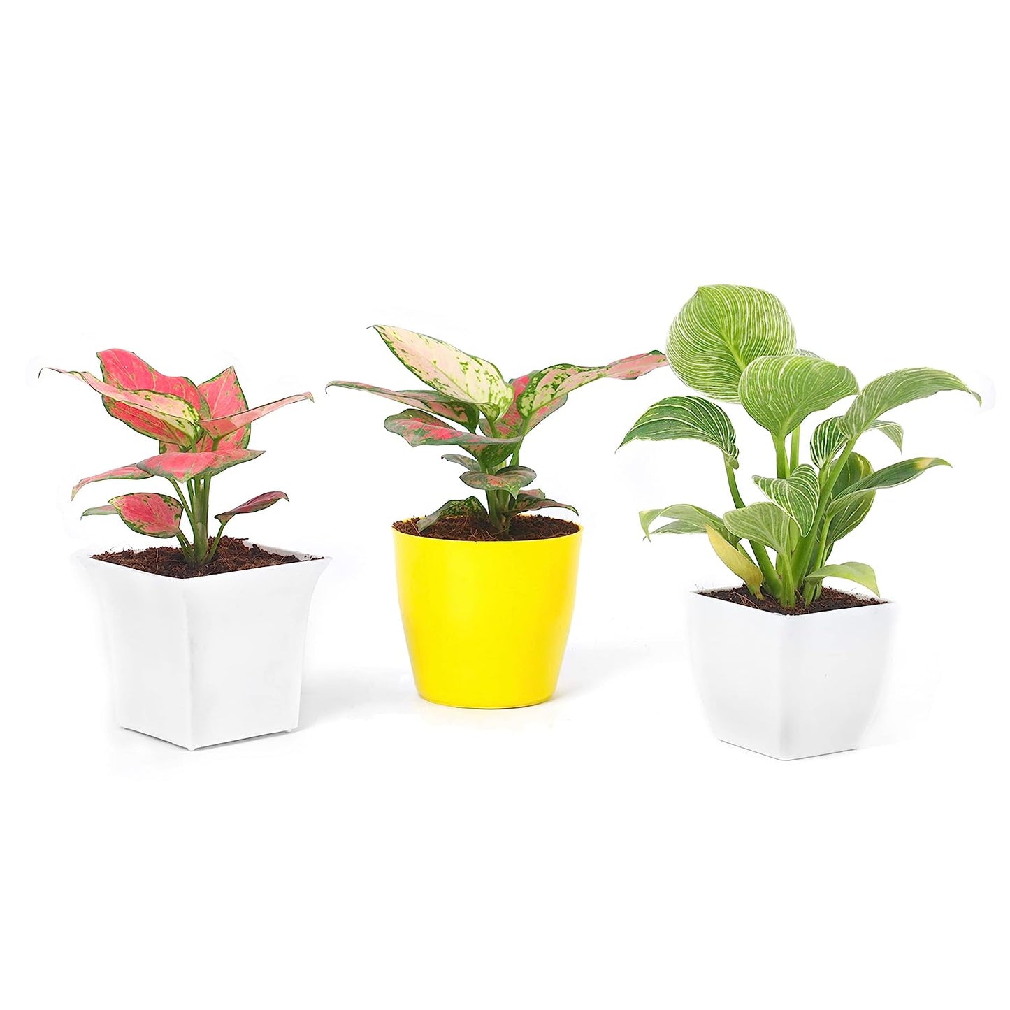 Trending Houseplants Combo (Philodendron Birkin ,Aglaonema Pink & Aglaonema Valentine)