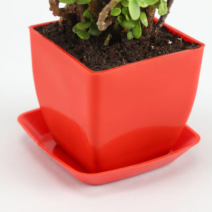 Phulwa Lucky Jade Plant With Red Plastic Pot & Plate, Home and Office Table Décor, Pack of 1