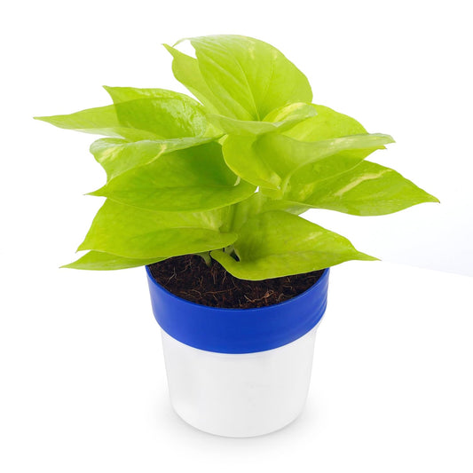 Phulwa Golden Money Plant in Blue And White Round Pot | Easy Care Indoor House Plant | Home & Office Décor | Airpurifying | Good Luck