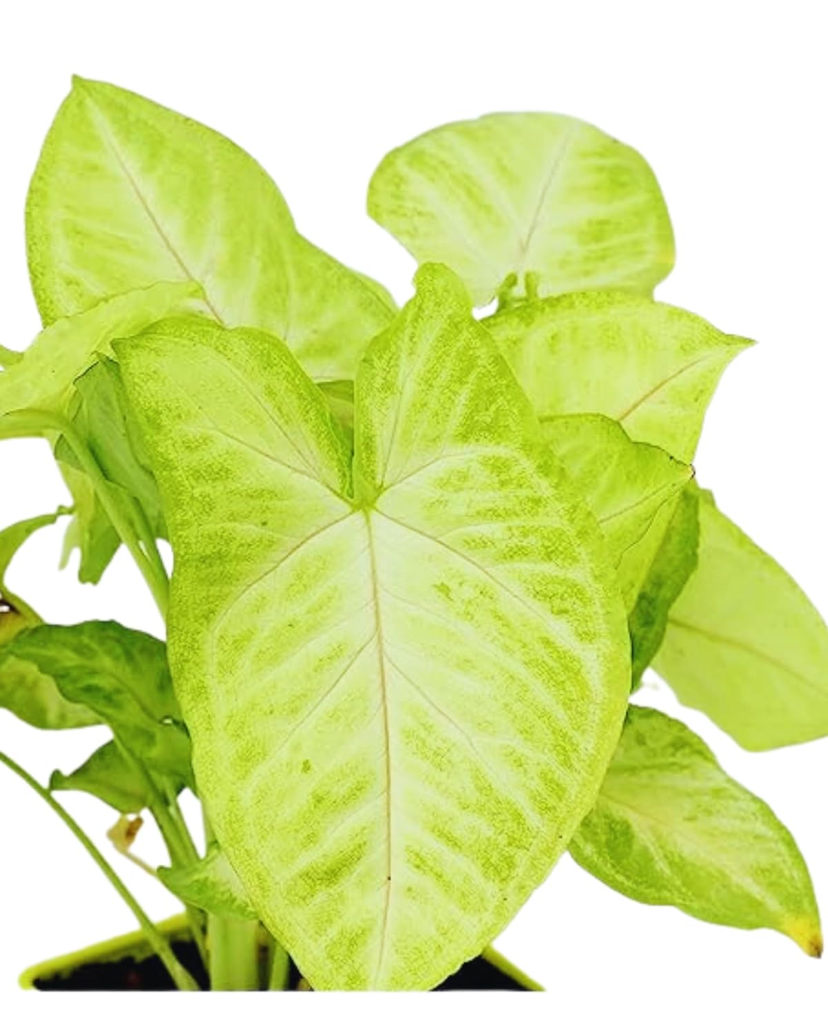 Phulwa Air Purifying Indoor White Syngonium & Money Plant Variegated live Plant With Pot, Best for Home & Office Decoration, Pack of -2