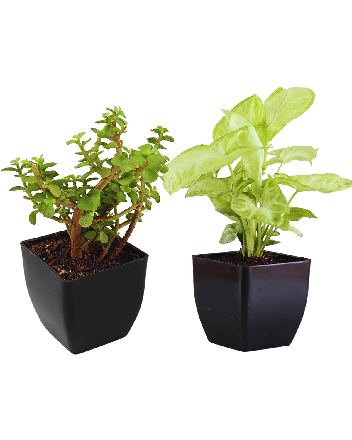 Phulwa Good luck Vastu indoor Plant Combo of Jade Plant and White Syngonium Plant with Black Square Beautiful Pot for Home & office Table Dcor, Plant for Gifting, Pack of 2
