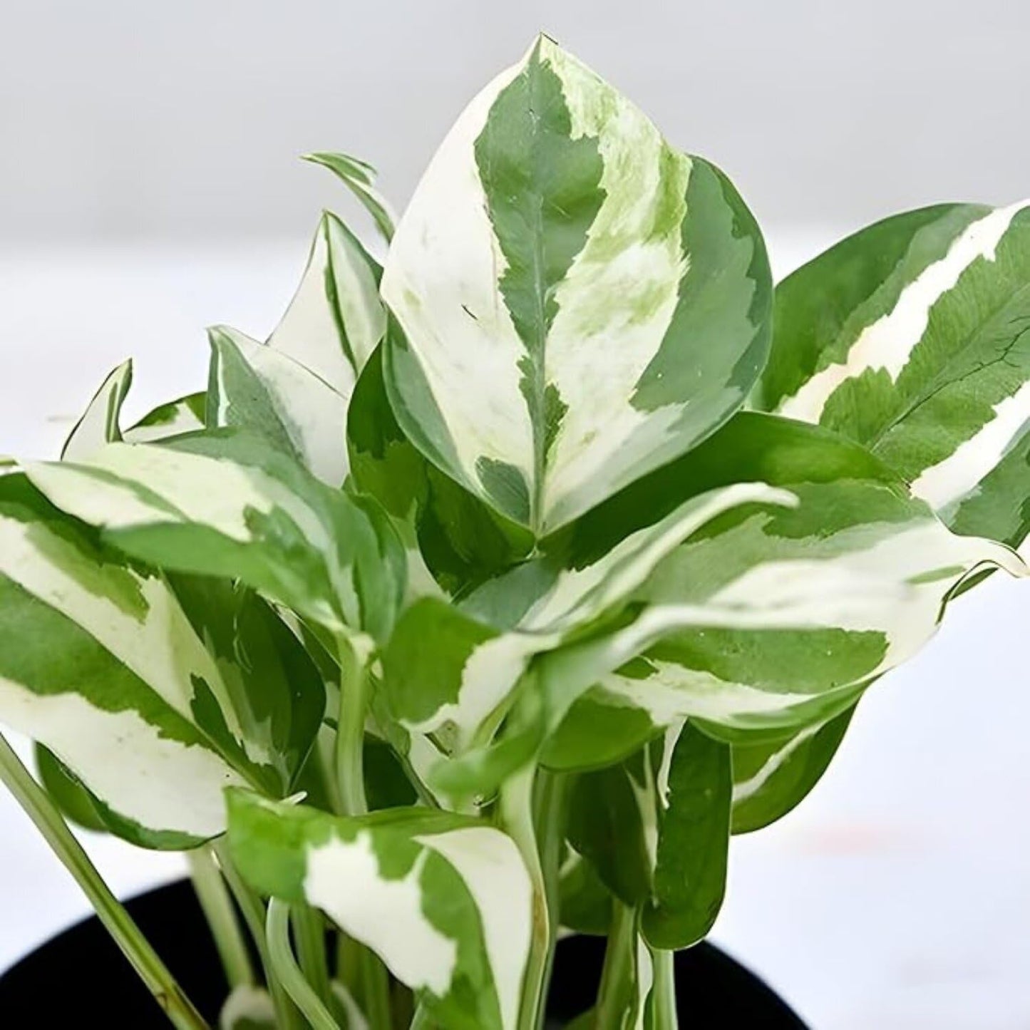 Phulwa Marble Queen Pothos – Variegated Indoor Houseplant