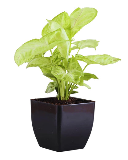 Phulwa Air Purifying Indoor White Syngonium & Money Plant Variegated live Plant With Pot, Best for Home & Office Decoration, Pack of -2