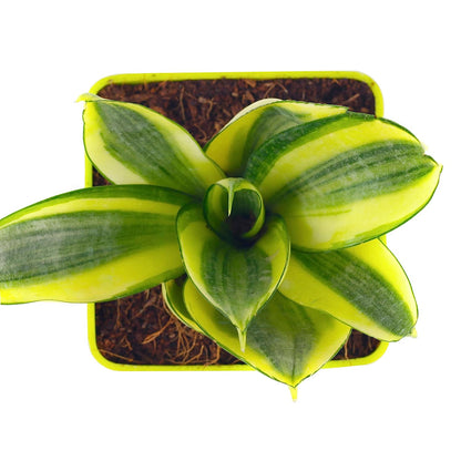 Attrative Plant Combo (Ball Cactus, Sansevieria Lotus, Zamiaculcus & Sansevieria Mint)