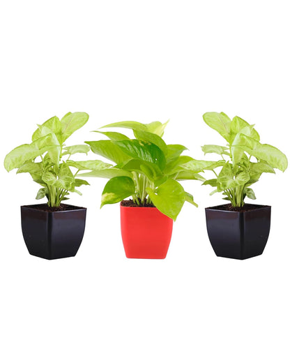 Phulwa Nature Air Purifying Syngonium and Money Plant With Black/Red Attractive Pot, indoor & outdoor, Living Room, Home & office Decoration, Pack of 3