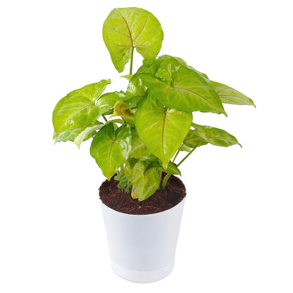 Syngonium Plant Combo ( Green, White, Bronze & Golden)