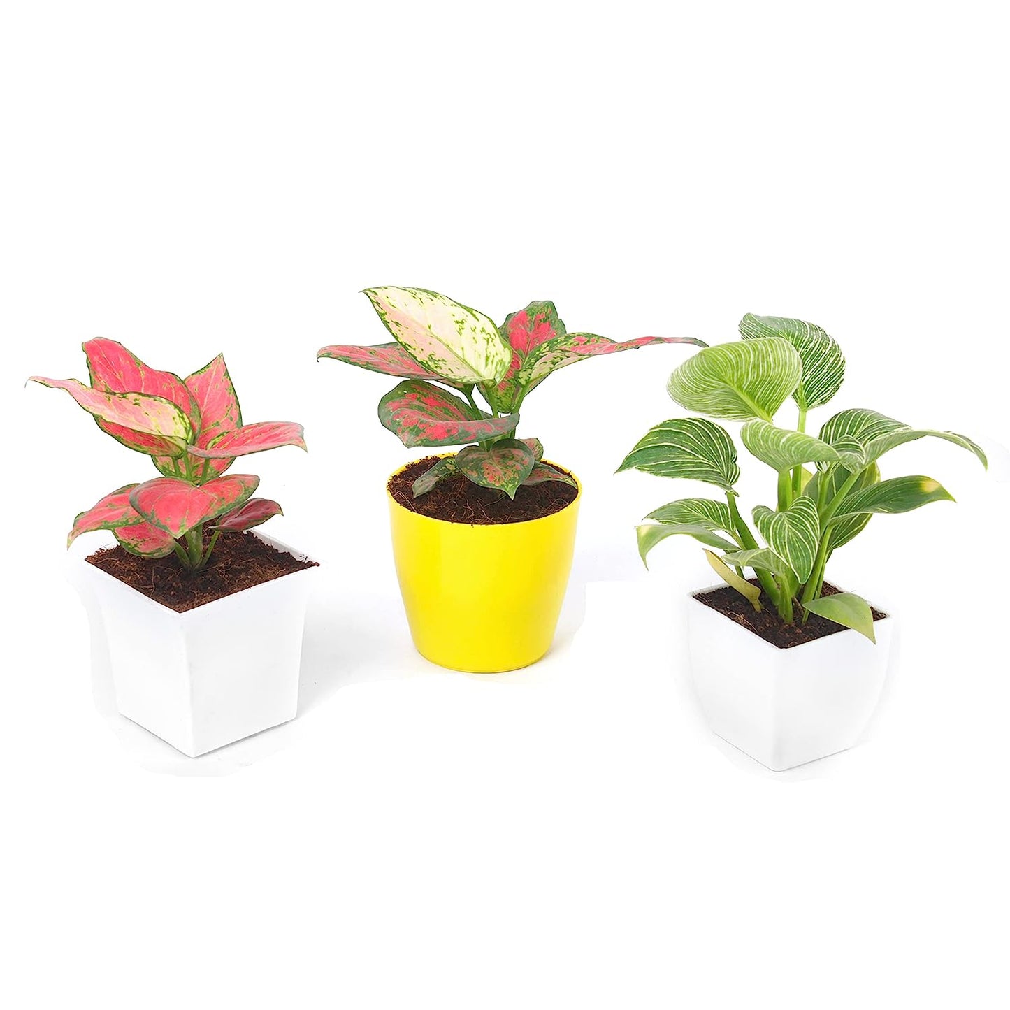 Trending Houseplants Combo (Philodendron Birkin ,Aglaonema Pink & Aglaonema Valentine)