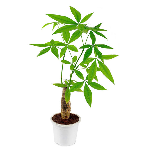 Good Luck Plant -Pachira Plant (Money Tree) with Basic White Pot