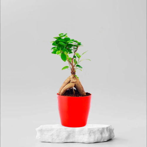 Ficus Ginseng Plant