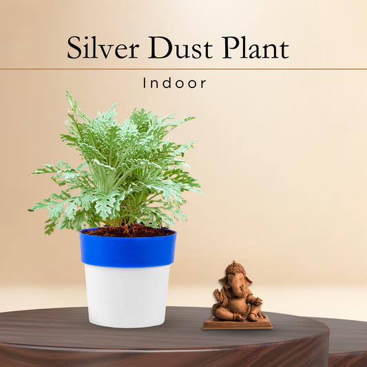 Sliver Dust Plant with Blue white Ribbon Pot