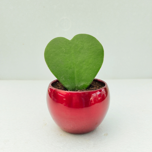 Hoya Heart Plant With Red Metal Pot