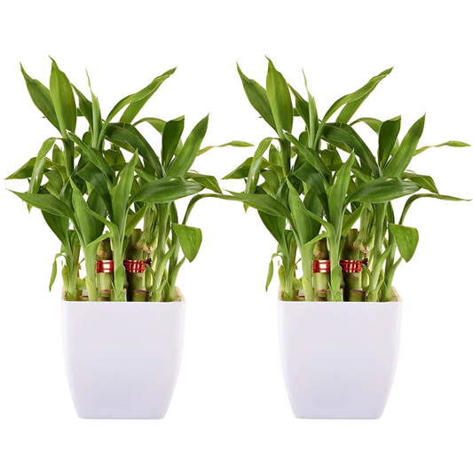 Combo set -2 Layer Lucky Bamboo Plants With White Square Pot