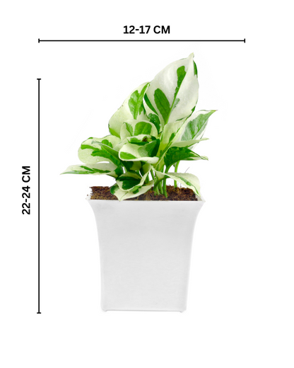 Pothos Money Plant With White Square Plastic Pot