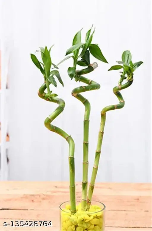 Spiral Stick Lucky Bamboo Plant  60 Cm - (Pack of 3)