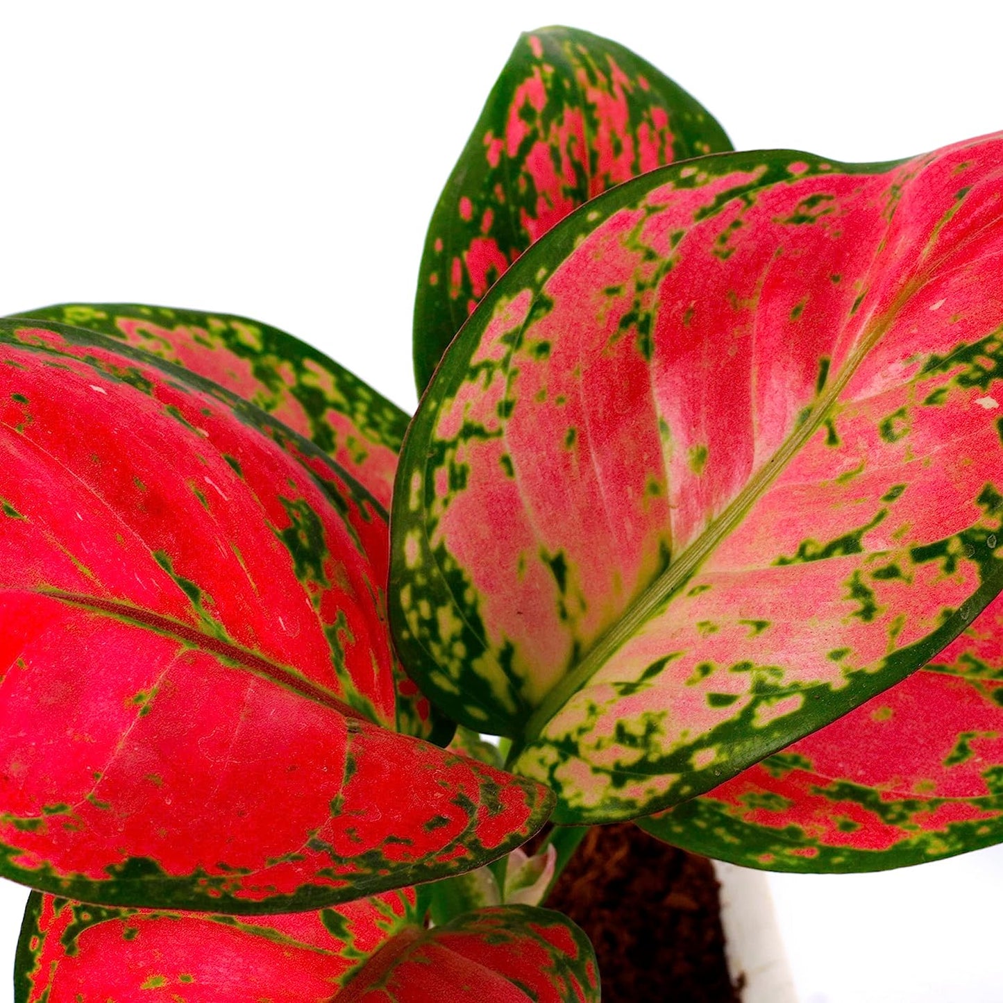 Trending Houseplants Combo (Philodendron Birkin ,Aglaonema Pink & Aglaonema Valentine)