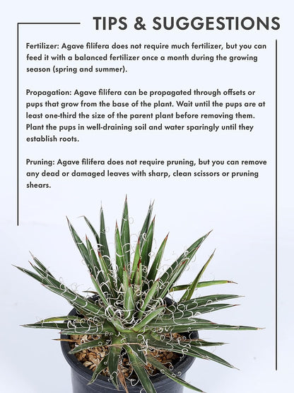 Germiniflora Twin Agave Live plant in Nursery Pot