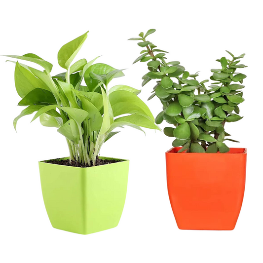 Tabletop Houseplant Combo (Jade & Money Plant)