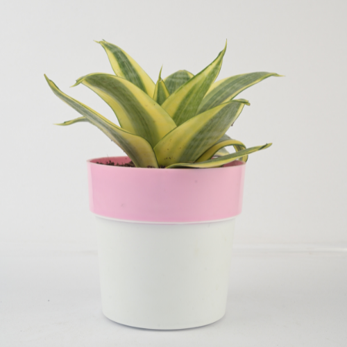 Sansevieria Mint with Red White Pot