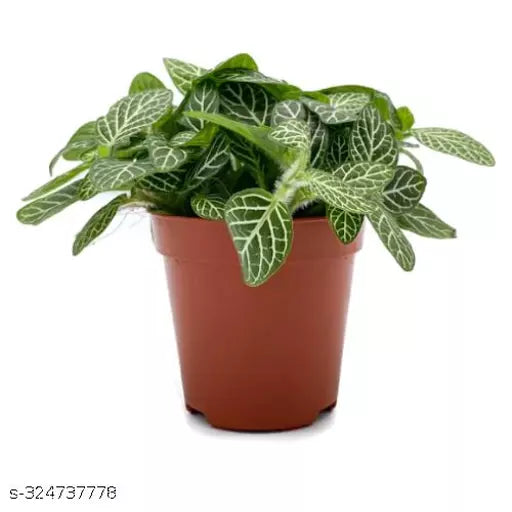 Fittonia Mini Green & White, Zebra Haworthia Plant