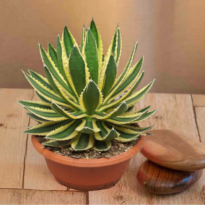 Lophantha Agave live Plant