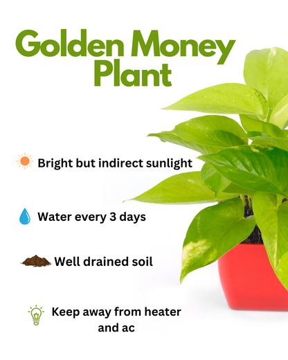 Air Purifying- Golden Money Plant