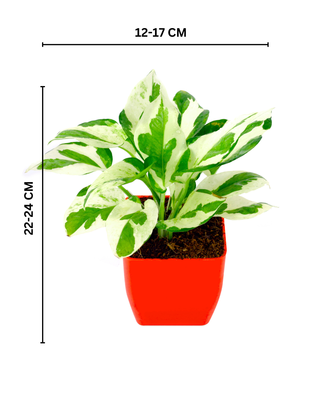 Pothos Money Plant With Jade plant with Plastic Pot