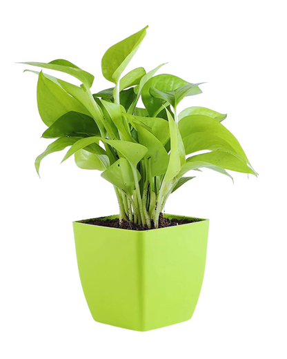Combo set of 3 Good Luck Plants (Syngonium Plant & Money Plant)