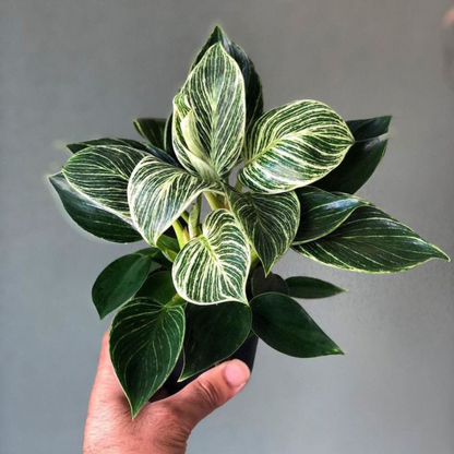 Philodendron