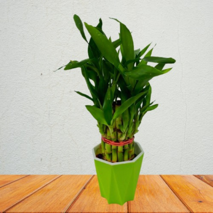 Two layer bamboo with beautiful diamond shaped pot