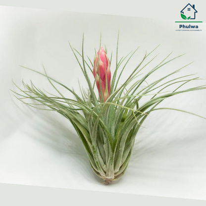 Tillandsia cotton candy