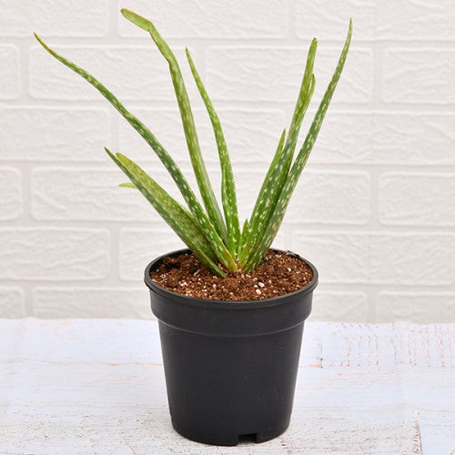 Aloe vera Plant