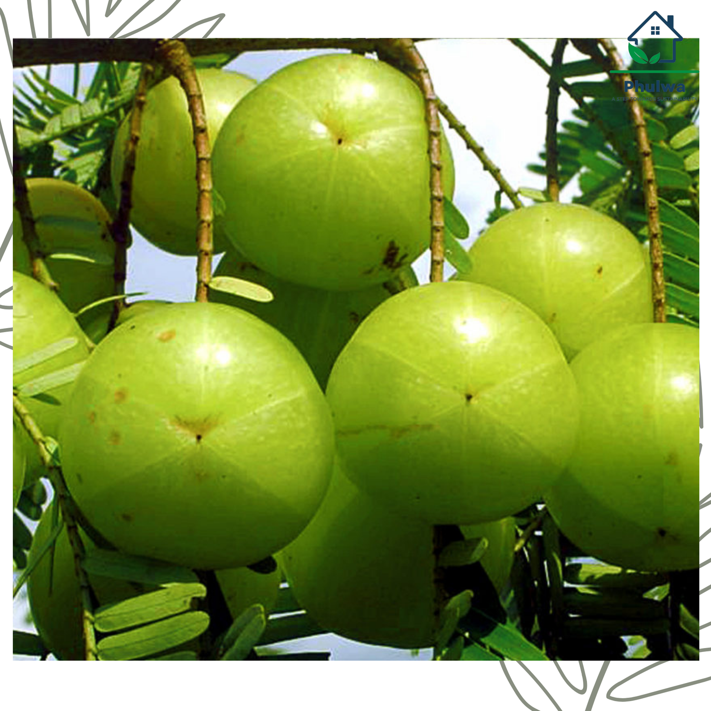 amla