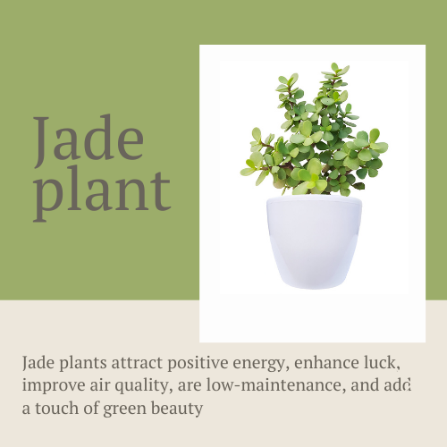 Phulwa Dhan Kuber with Plan white Pot - Unlock Prosperity with Jade Plants" (Copy)