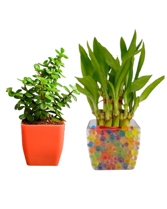 Good Luck combo -Bamboo & Jade Plant